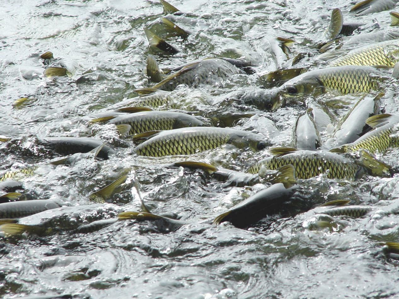 請(qǐng)?zhí)砑訄D片